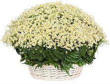 Цветочная композиция из Ромашки в корзине #REPLACE_PRED# Плесецке
